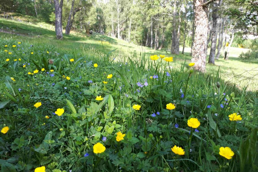 Orbital yellow flowers