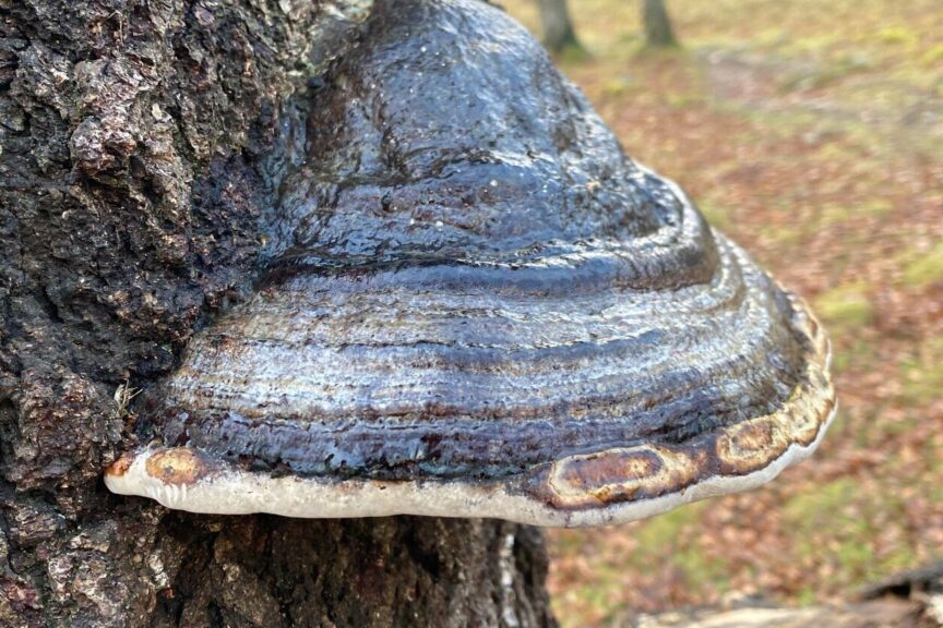 Fungi close up